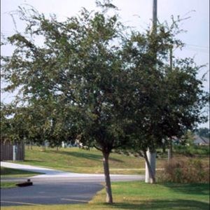 Drake Elm